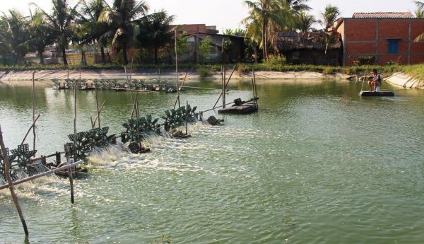 Cần phòng bệnh cho tôm trong mùa mưa