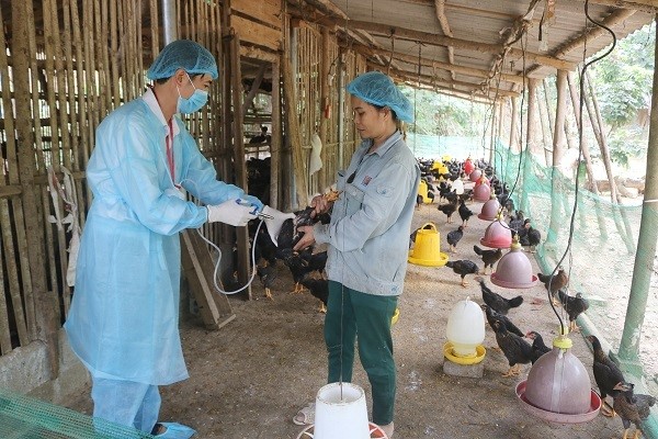 Quảng Nam được hỗ trợ 10 nghìn lít hóa chất phòng chống dịch bệnh động vật