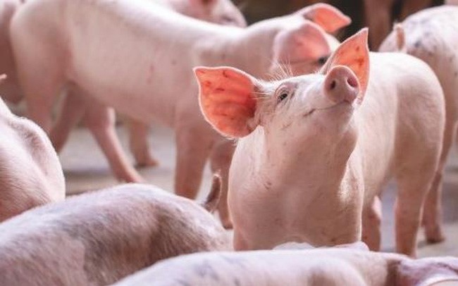 Cho heo uống bao nhiêu nước?