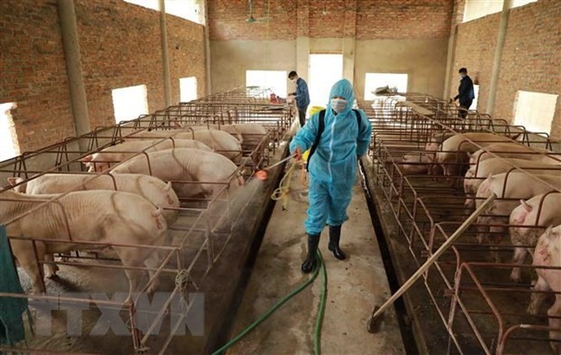 Hướng dẫn các biện pháp phòng bệnh gia súc, gia cầm giai đoạn chuyển mùa Thu Đông