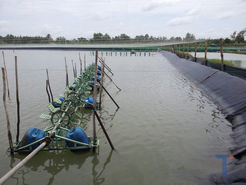 quan-ly-ao-nuoi-tom-e1638320146745