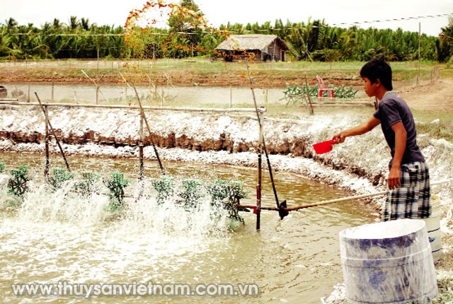 quan-ly-hieu-qua-tao-trong-ao-tom-02