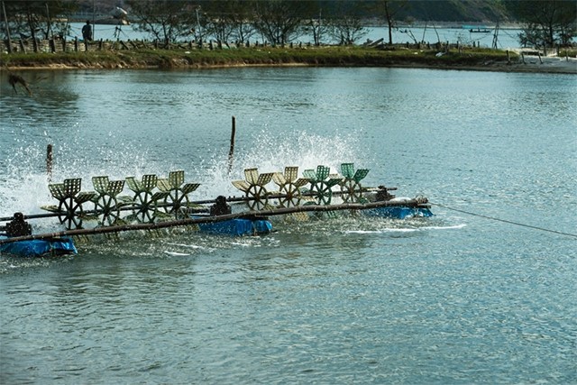 quan-ly-suc-khoe-tom-nuoi