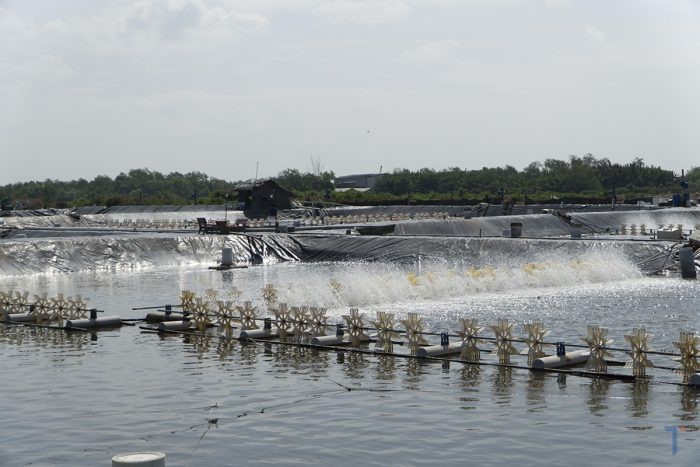 quat-nuoc-trong-ao-tom-e1648603953657