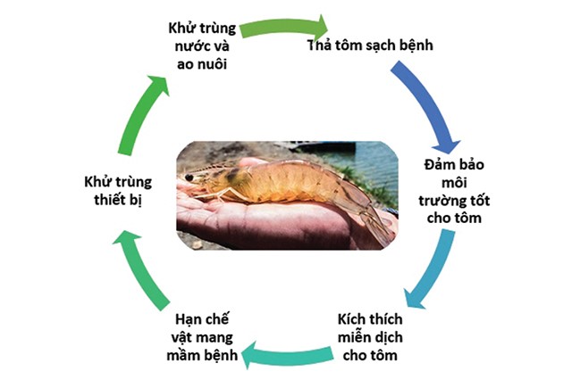 quy-trinh-benh-dom-trang-hai-tom