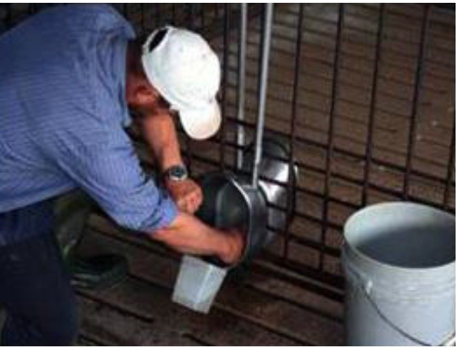 quy-trinh-tham-va-kiem-tra-chuong-heo-giong-mang-thai-va-chuong-de-hang-ngay (2)