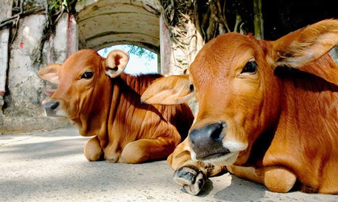 ra-suc-phong-chong-benh-viem-da-noi-cuc