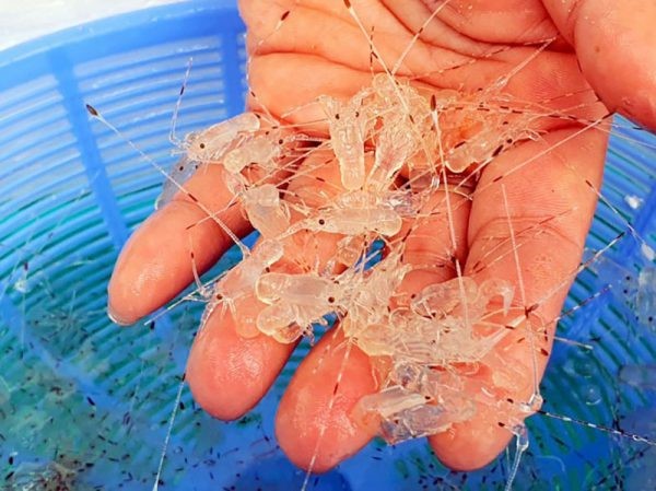 rui-ro-khong-kiem-soat-nguon-goc-xuat-xu-tom-hum-giong