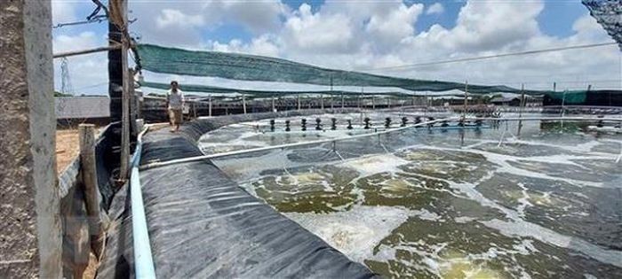 san-luong-nuoi-tom-tang-so-voi-cung-ky