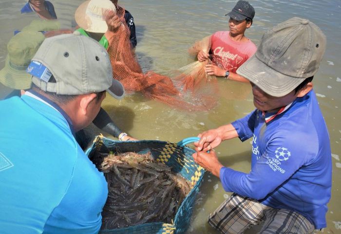 san-luong-tom-ca-mau-tang-truong