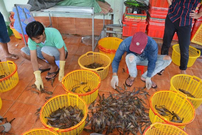 san-luong-tom-ca-mau-tang