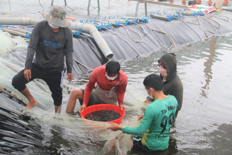 san-mat-do-tom-e1637210084460