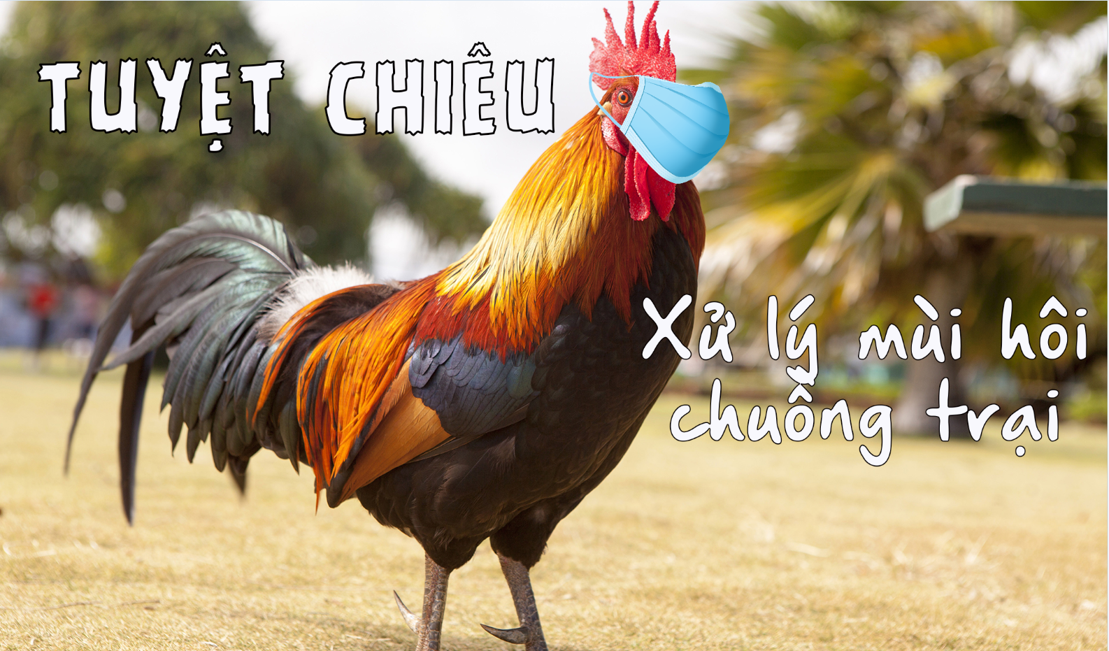 Khử mùi hôi chuồng gà cực đơn giản với 4 bước