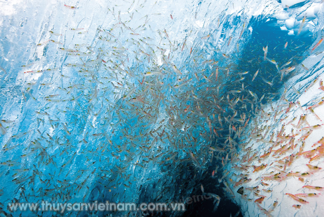 sieu-nguyen-lieu-thuc-an-cho-tom-01