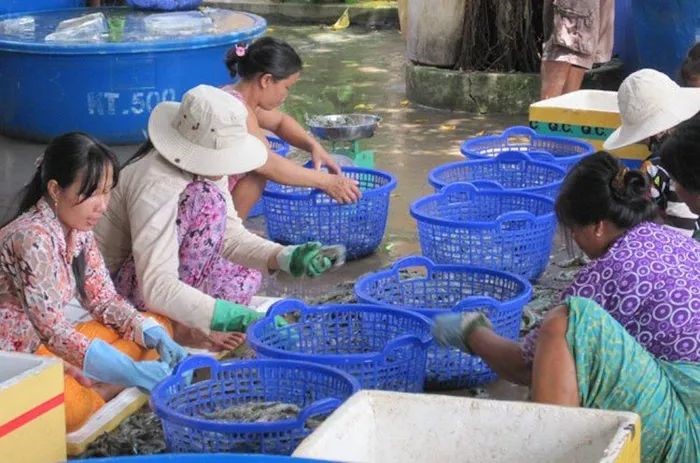 so-tuyen-tom-thu-hoach