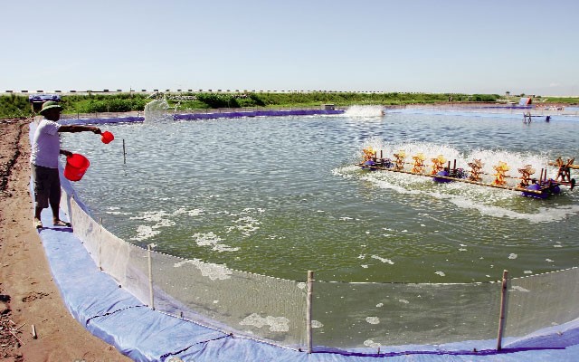 su-dung-che-pham-vi-sinh-nuoi-tom