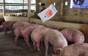 Hải Dương: Tổng đàn lợn thịt, gia cầm đều tăng