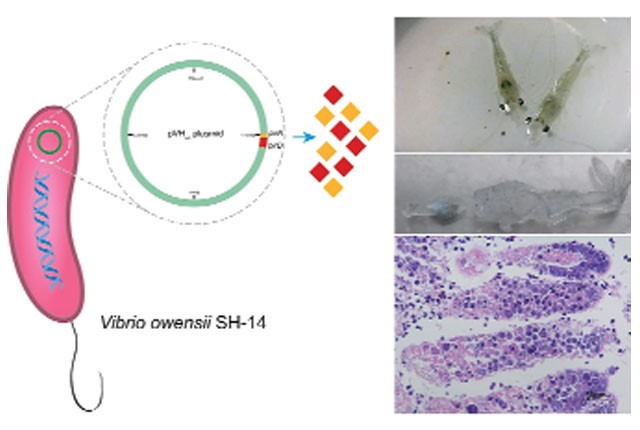 tac-nhan-gay-ems-moi