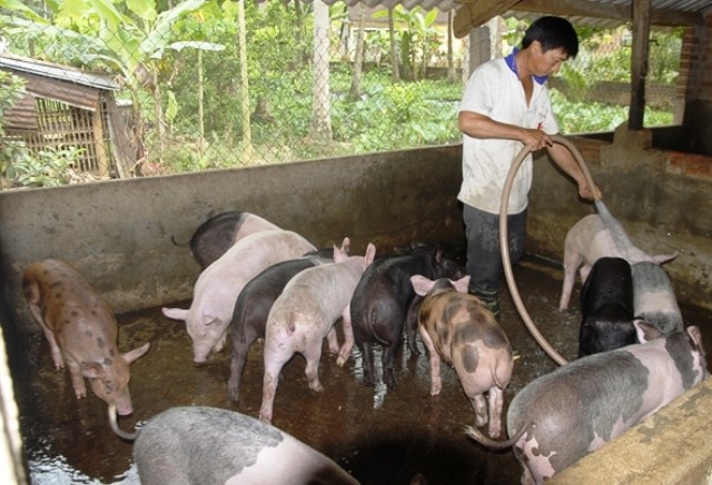 Bình Định: Hỗ trợ chăn nuôi gà giống an toàn dịch bệnh