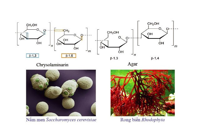 tang-de-khang-cho-tom