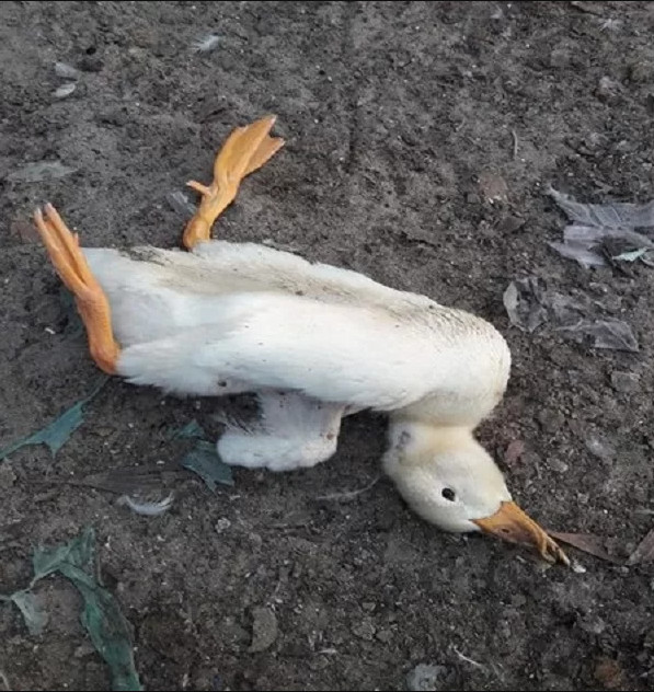 Hội chứng lật ngửa và giảm đẻ trên vịt do virus tembusu