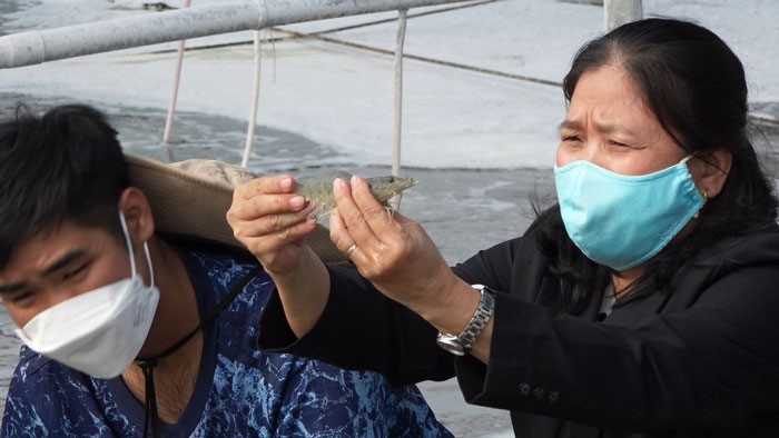 tham-tom-truoc-ngay-thu-hoach