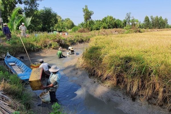 them-tom-cang-xanh-va-ca-ro-phi-cho-vung-tom-lua