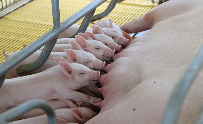 thiet-bi-chan-nuoi-heo-2_1