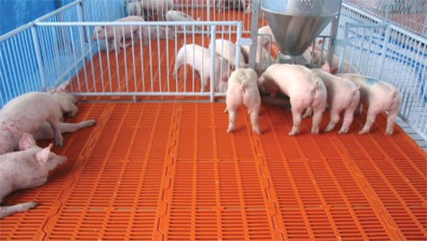 thiet-bi-lot-san-heo