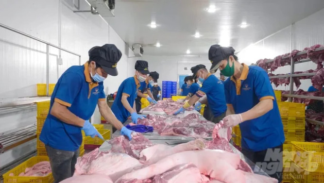 5 lý do khiến giá lợn hơi xuất chuồng chạm đáy