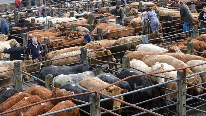 thit-bo-212707_866_1