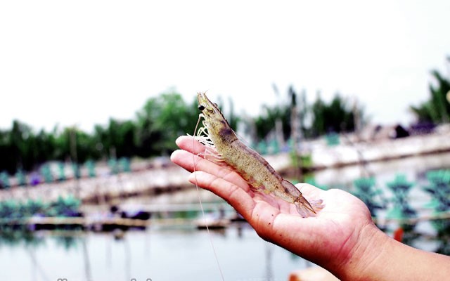 thoi-gian-dong-mau-cua-tom