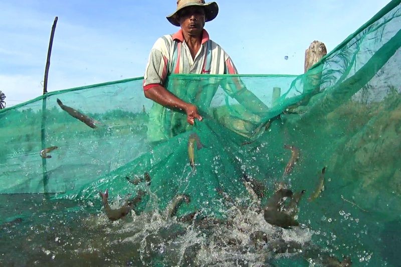 thu-hoach-tom-1-e1642728609879