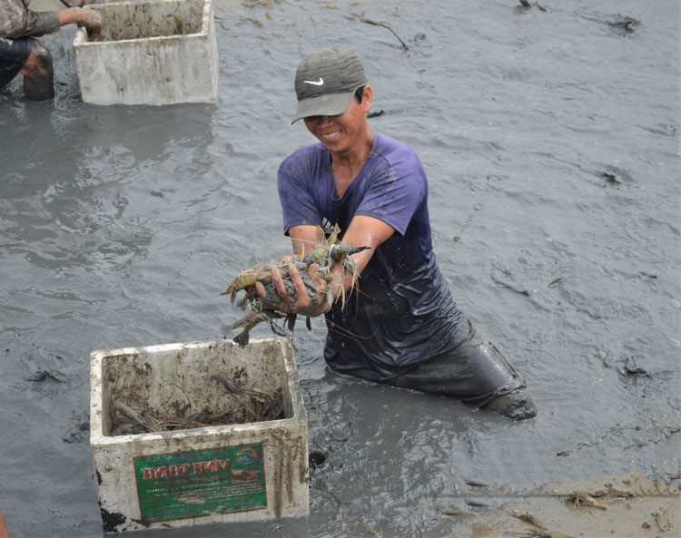 thu-hoach-tom-cang-xanh (2)