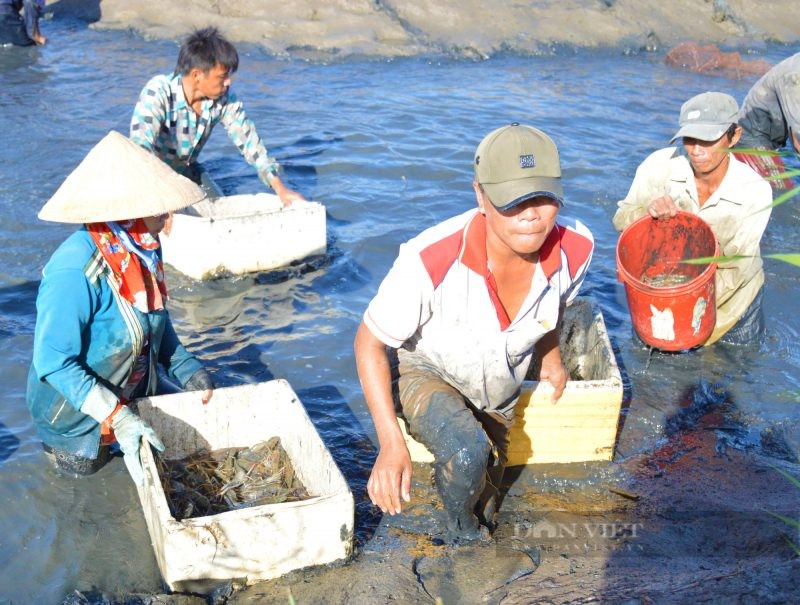 thu-hoach-tom-cang-xanh-e1640760646991