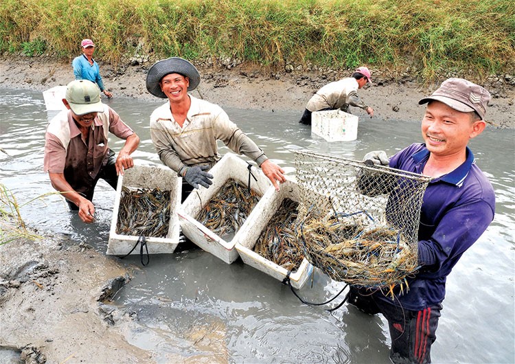 thu-hoach-tom-cang-xanh