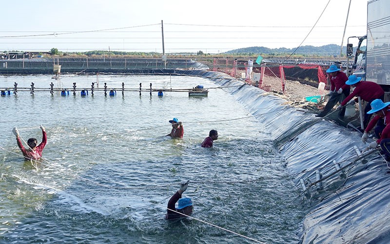 thu-hoach-tom-o-Kien-Luong