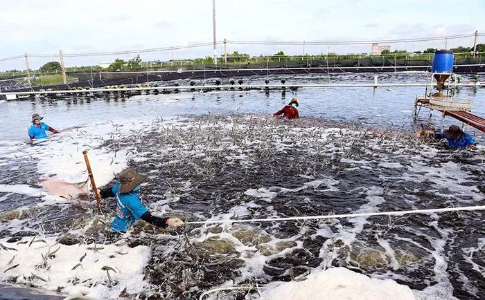 thu-hoach-tom-o-soc-trang