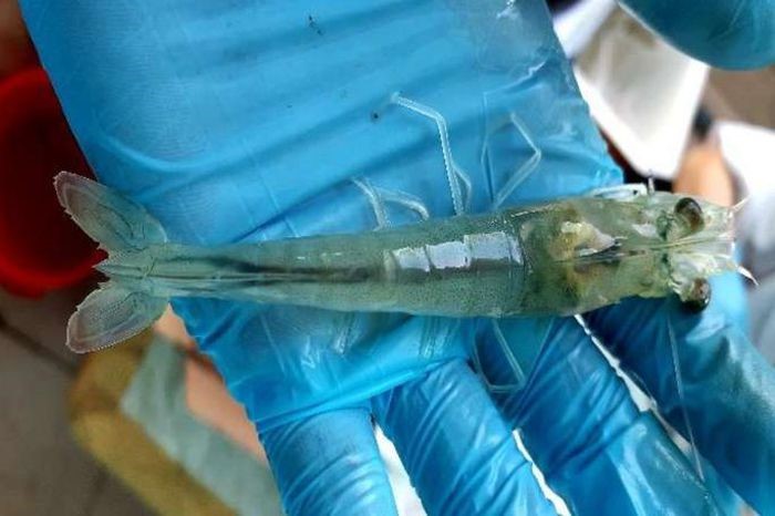 thu-hoach-tom-sau-60-ngay-nuoi