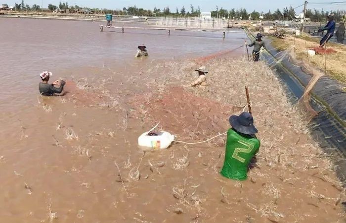 thu-hoach-tom-the-tại-soc-trang