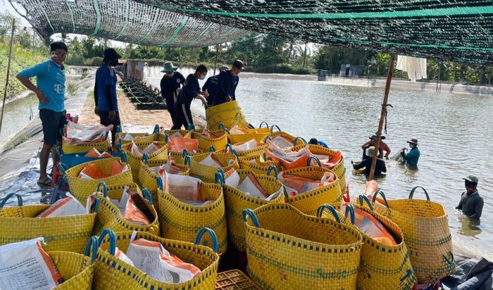 thu-hoach-tom-the-tai-soc-trang