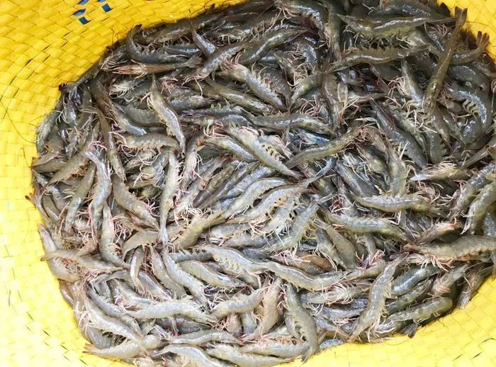 thu-hoach-tom-the-tai-soc-trang_1