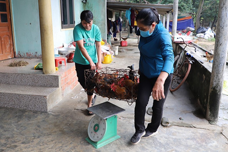 thu-phu-nuoi-ga-ha-tinh-1