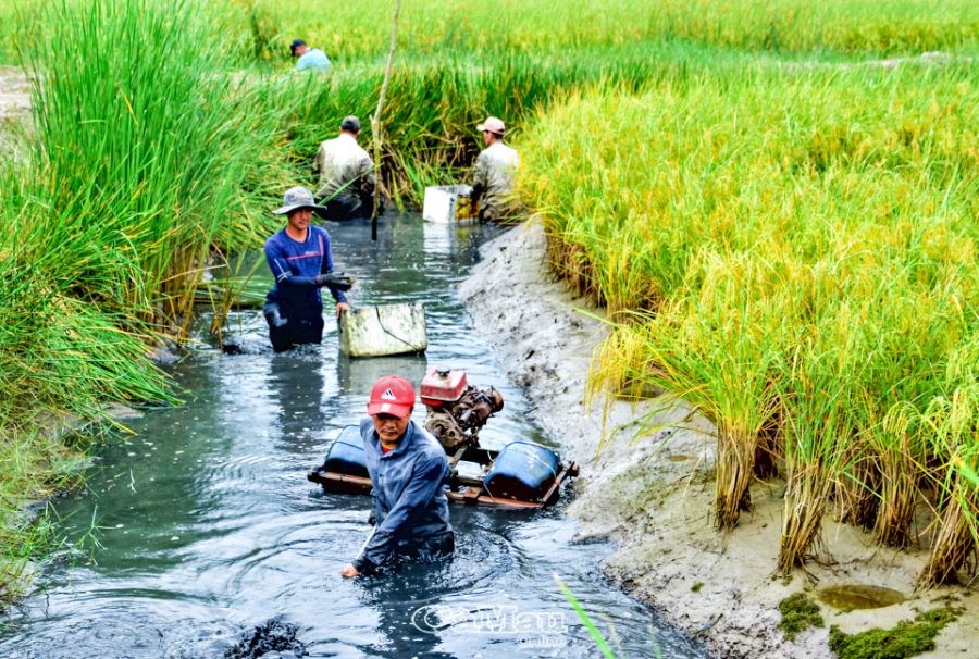 thu-tom-cang-xanh-e1638860106237