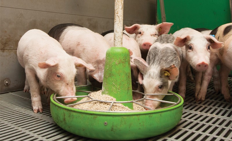 KỸ THUẬT Ủ THỨC ĂN CHĂN NUÔI BẰNG MEN VI SINH HOẠT TÍNH