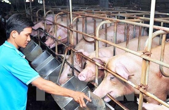 thuc-an-chan-nuoi-8764