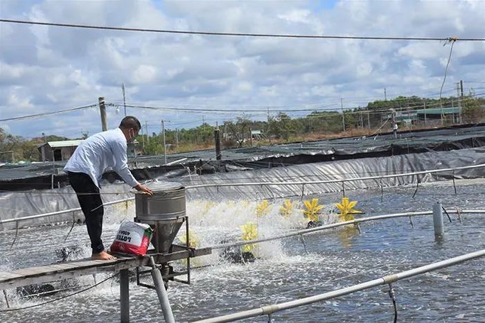 thuc-an-thuy-san-tang-khien-nguoi-nuoi-gap-kho-khan