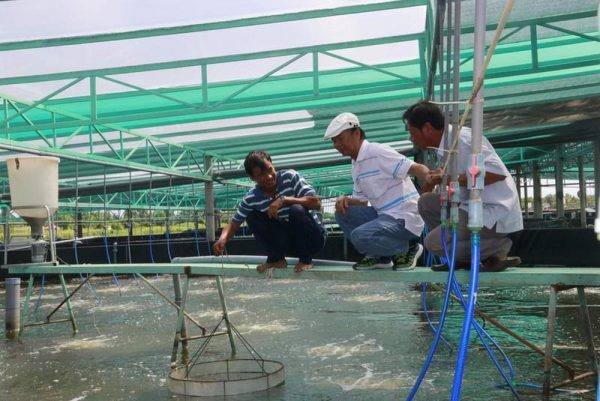 thuc-hien-dong-bo-cac-giai-phap-phat-trien-nuoi-tom