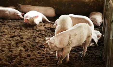 Vì sao thịt heo khó xuất khẩu?