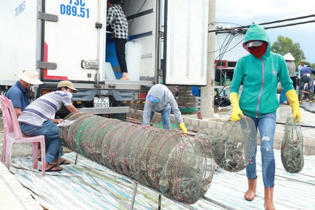 thuong-lai-thu-mua-tom-it